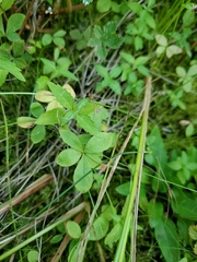 Lysimachia europaea