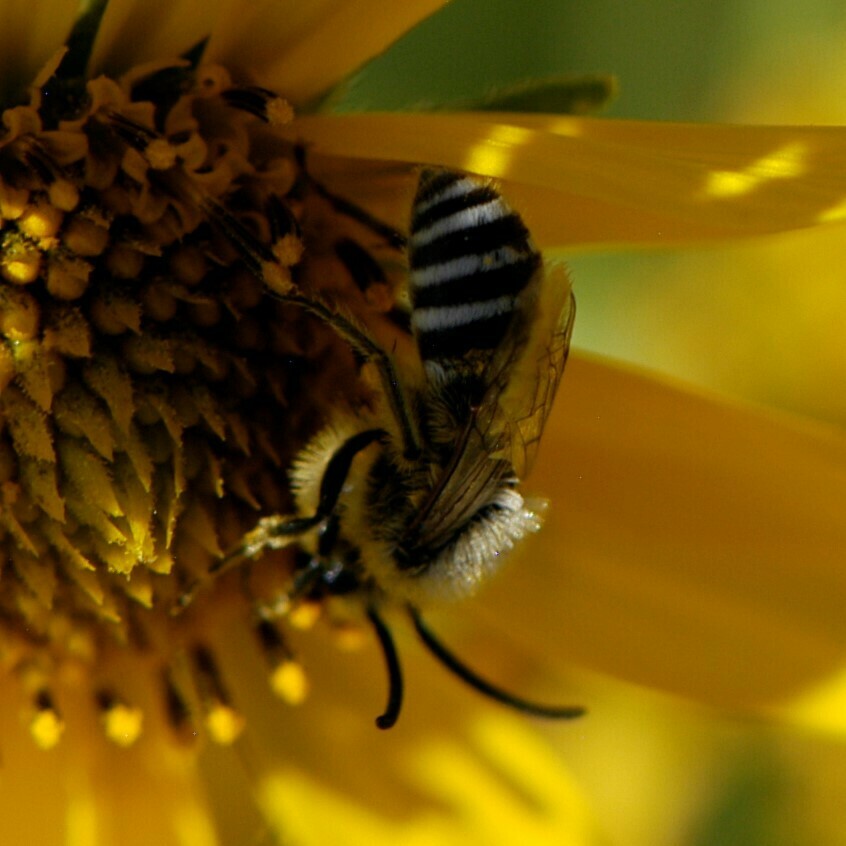 Kincaid's Cellophane Bee