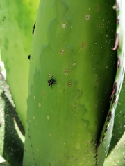 Peltophorus polymitus