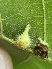 Caryomyia ansericollum