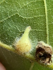 Caryomyia ansericollum