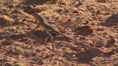 Callisaurus draconoides