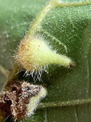 Caryomyia ansericollum