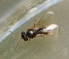 Trissolcus