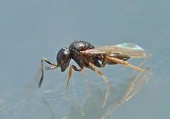 Trissolcus