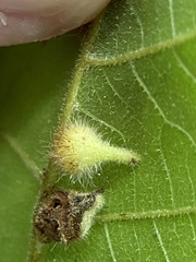 Caryomyia ansericollum