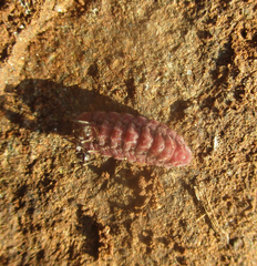 Anoplolepis