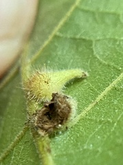 Caryomyia ansericollum