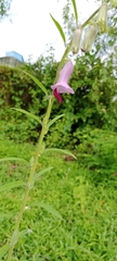 Sesamum indicum