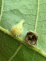Caryomyia ansericollum