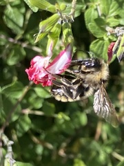 Bombus appositus