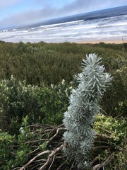 Ozothamnus turbinatus