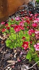 Saxifraga