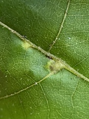 Caryomyia ansericollum