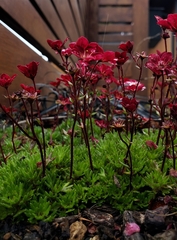 Saxifraga