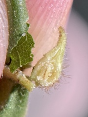 Caryomyia ansericollum