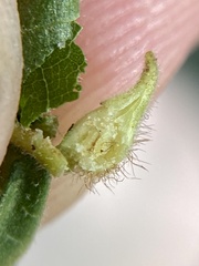 Caryomyia ansericollum