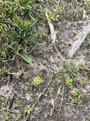 Drosera glanduligera