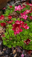 Saxifraga