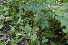 Botrypus virginianus