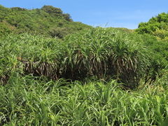 Pandanus odorifer
