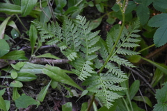 Botrypus virginianus