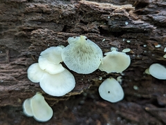 Crepidotus