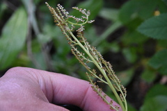 Botrypus virginianus