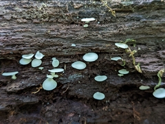 Crepidotus