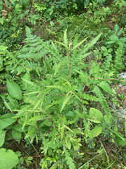 Comptonia peregrina