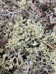 Cladonia uncialis