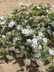 Euploca convolvulacea