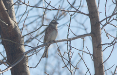 Emberiza citrinella × leucocephalos