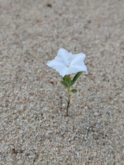 Euploca convolvulacea