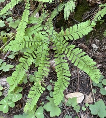 Adiantum aleuticum