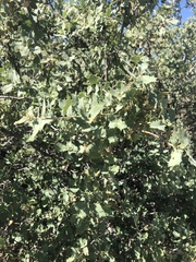 Quercus turbinella