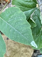 Cameraria guttifinitella