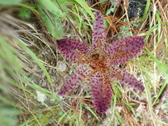 Tricyrtis formosana