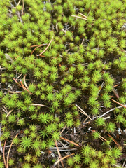 Polytrichum juniperinum