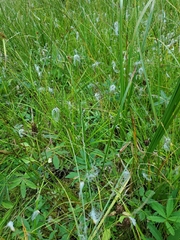 Trichophorum alpinum