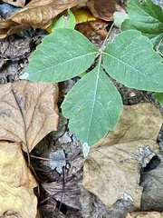 Cameraria guttifinitella