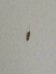 Lepidoptera