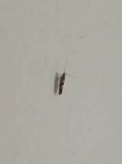 Lepidoptera