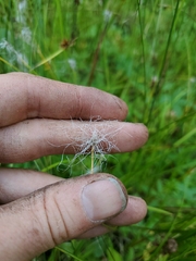 Trichophorum alpinum
