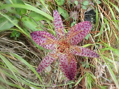 Tricyrtis formosana