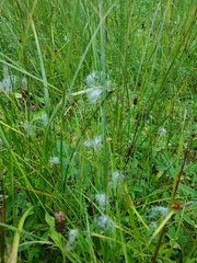 Trichophorum alpinum