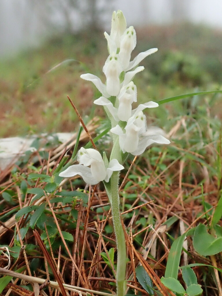 Goodyera maculata