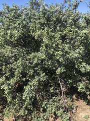Quercus turbinella