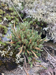 Selaginella rupestris