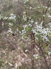 Olearia microphylla